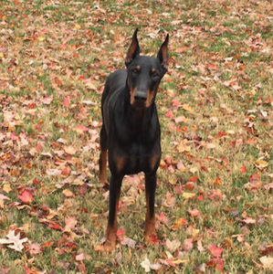 Meet your Posher, Tom